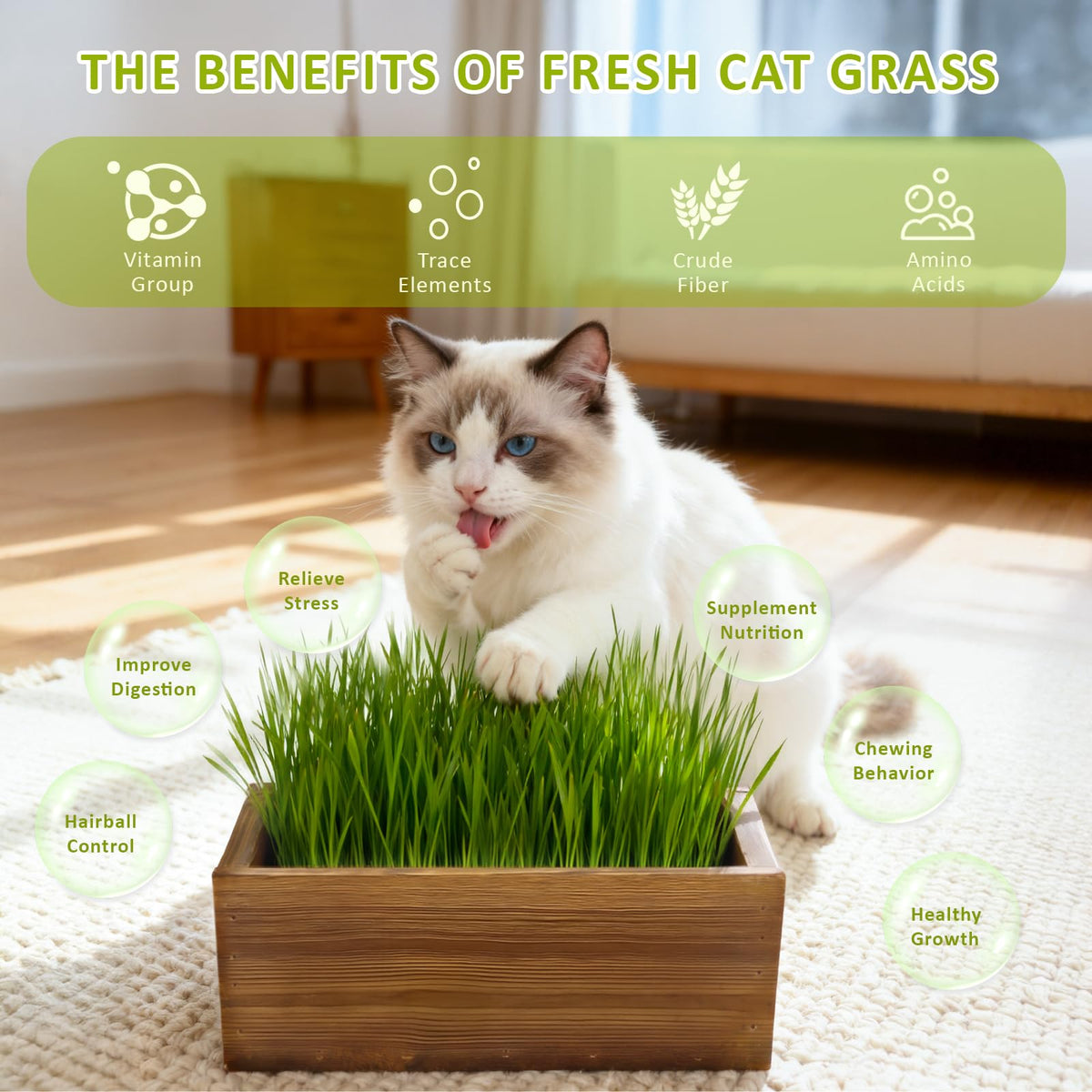 Cat Grass Kit with Wooden Planter 5 Pack V6935