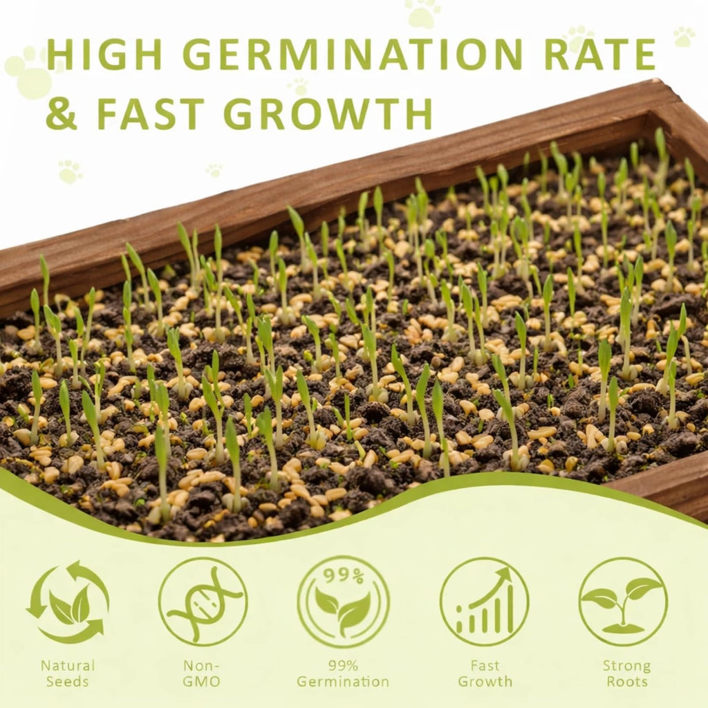 Cat Grass Kit with Wooden Planter 5 Pack V6935