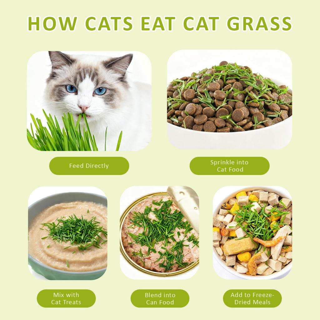 Cat Grass Kit with Wooden Planter 5 Pack V6935