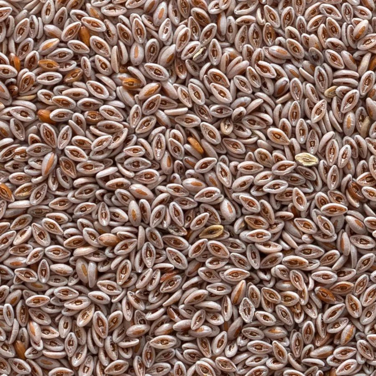 Organic Whole Psyllium Seed 1lb J19444