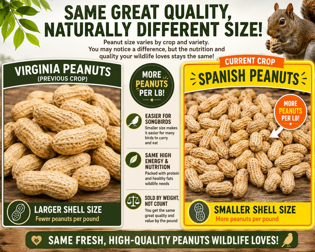 5 Pounds Raw Spanish Peanuts in Shell A8590