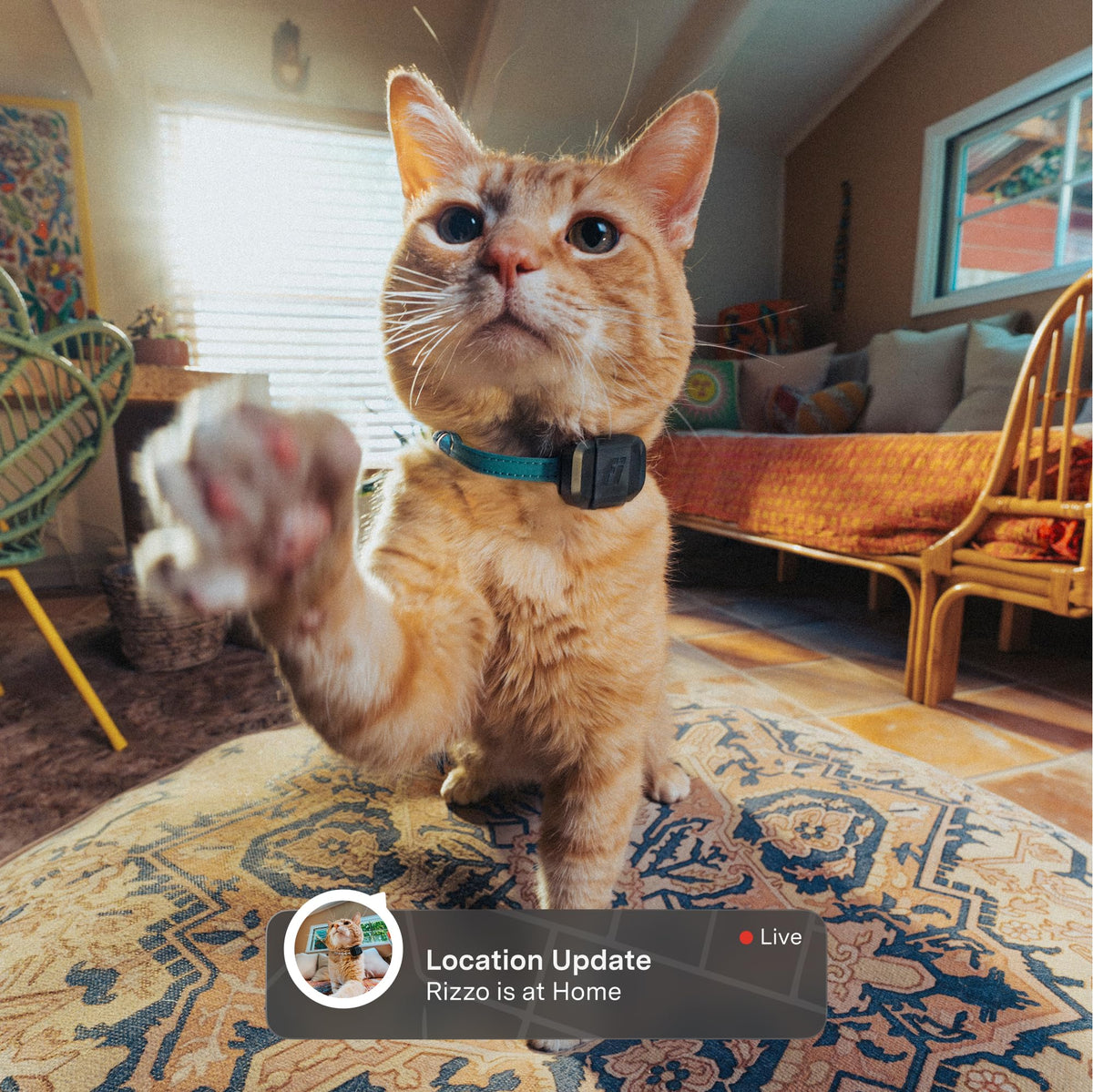 Mini GPS Cat Tracker Collar Attachment Q2417